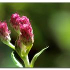 Vorfreude auf den Frühling ( Archiv Bild)