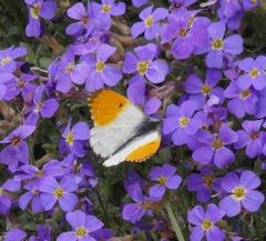 Vorfreude auf den Frühling - Aurorafalter-Männchen