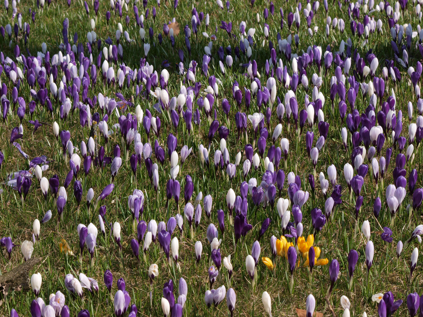 Vorfreude auf den Frühling