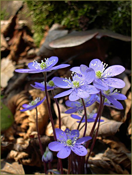 Vorfreude auf den Frühling - Leberblümchen