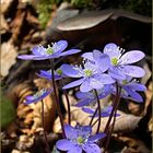 Vorfreude auf den Frühling - Leberblümchen