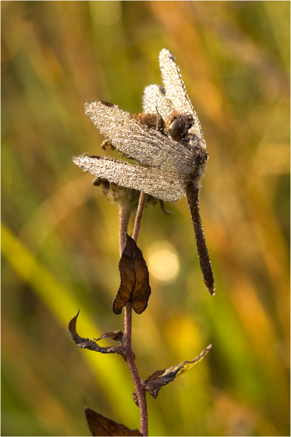 Vorfreude auf den Herbst