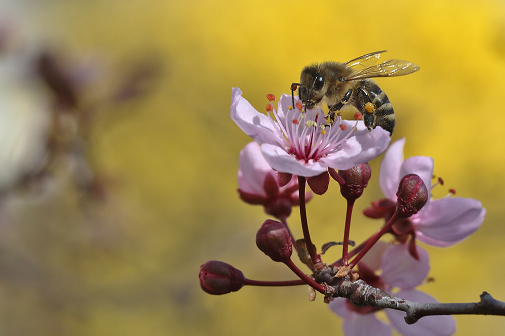 Vorfreude auf den kommenden Frühling