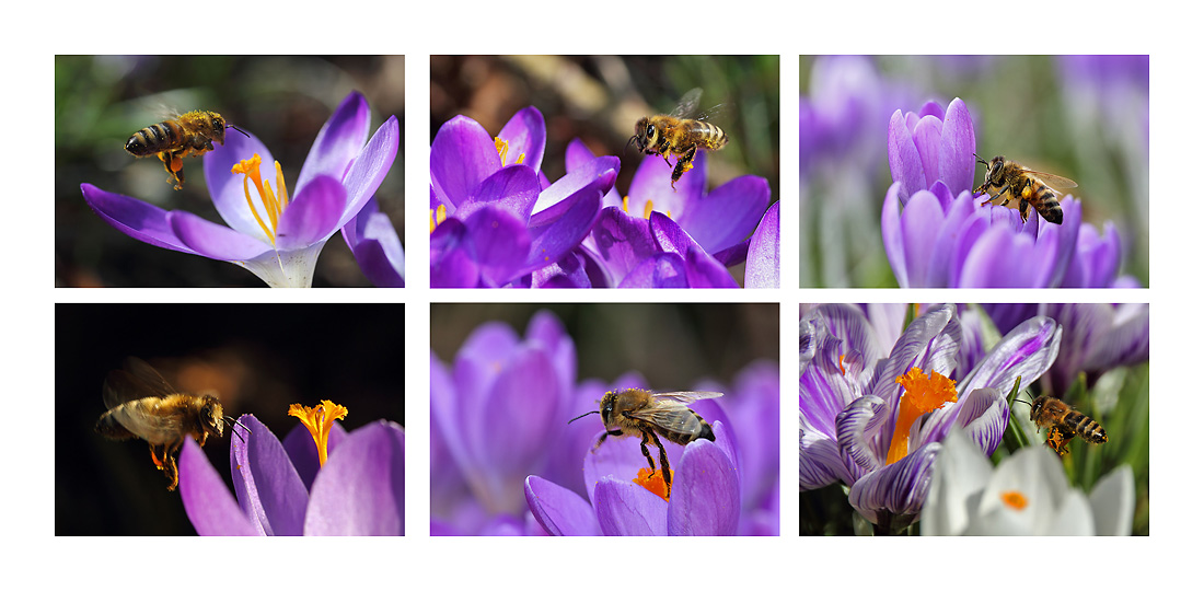 Vorfreude auf den kommenden Frühling