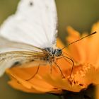 Vorfreude auf den Sommer 2014