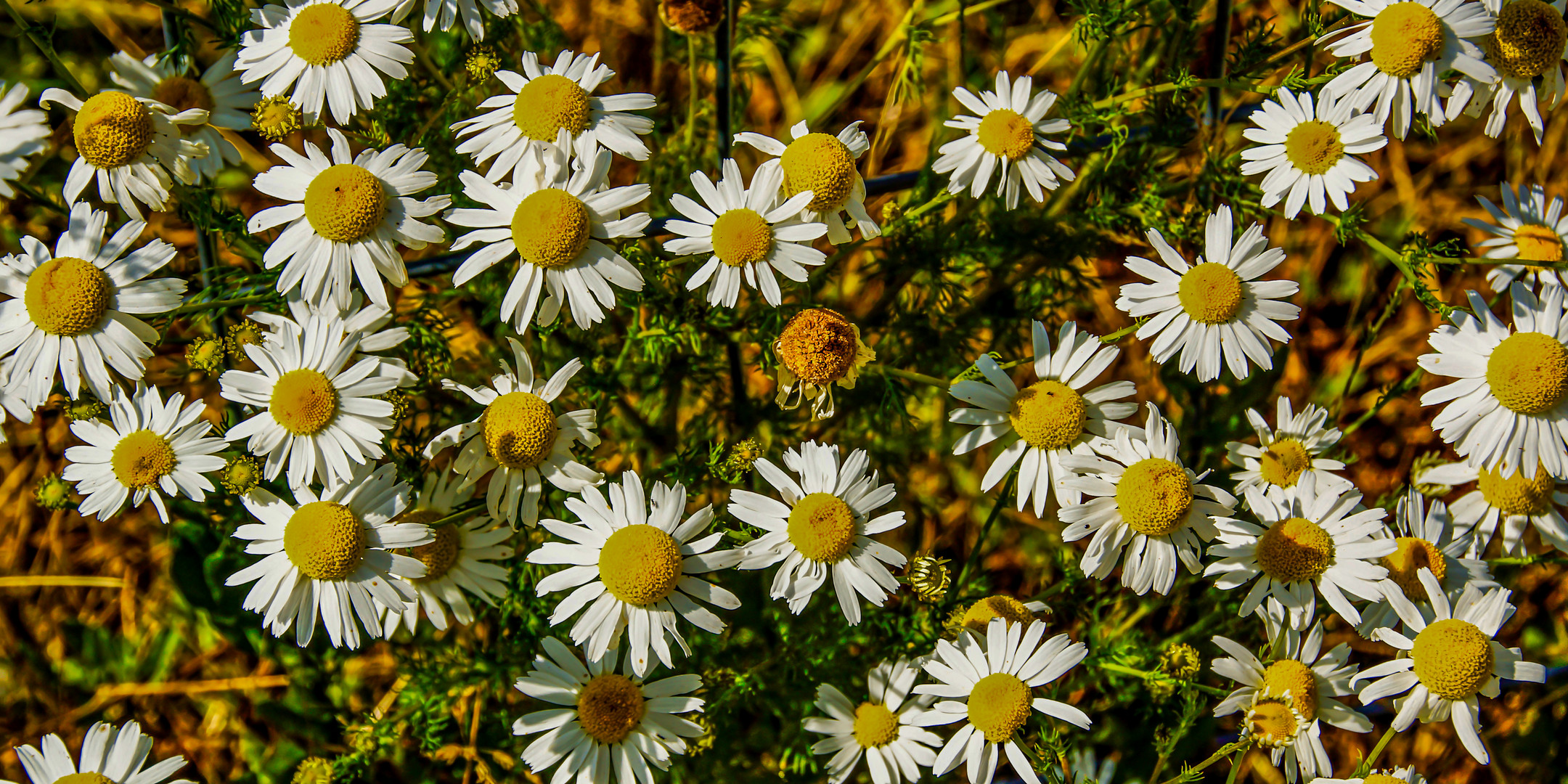 Vorfreude auf den Sommer