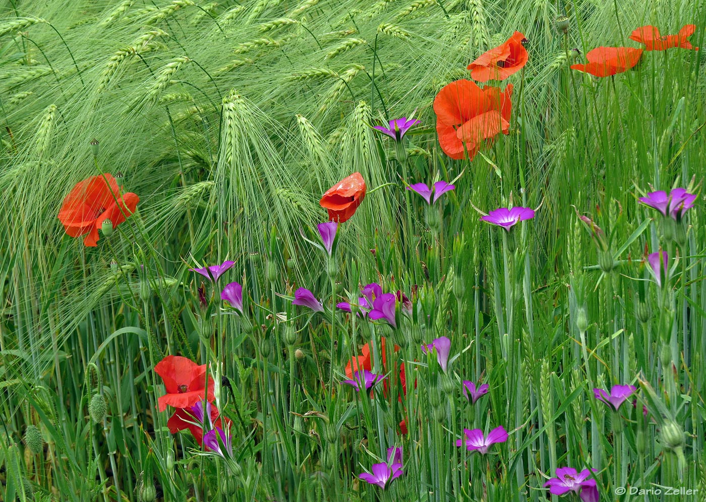 Vorfreude auf den Sommer