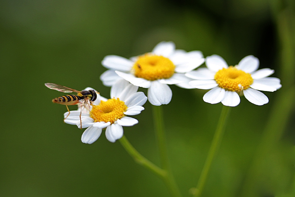 Vorfreude auf den Sommer