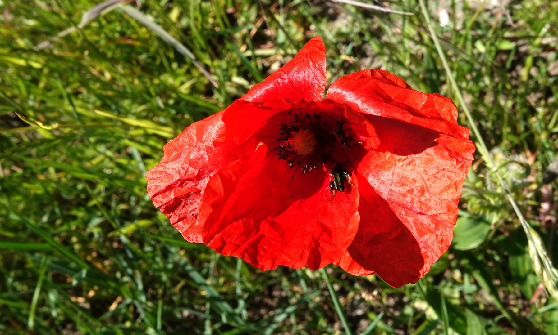 Vorfreude auf den Sommer..