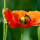 Vorfreude auf den Sommer