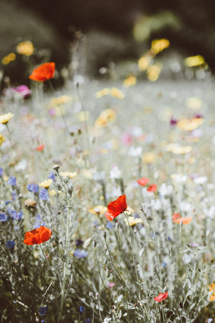 Vorfreude auf den Sommer