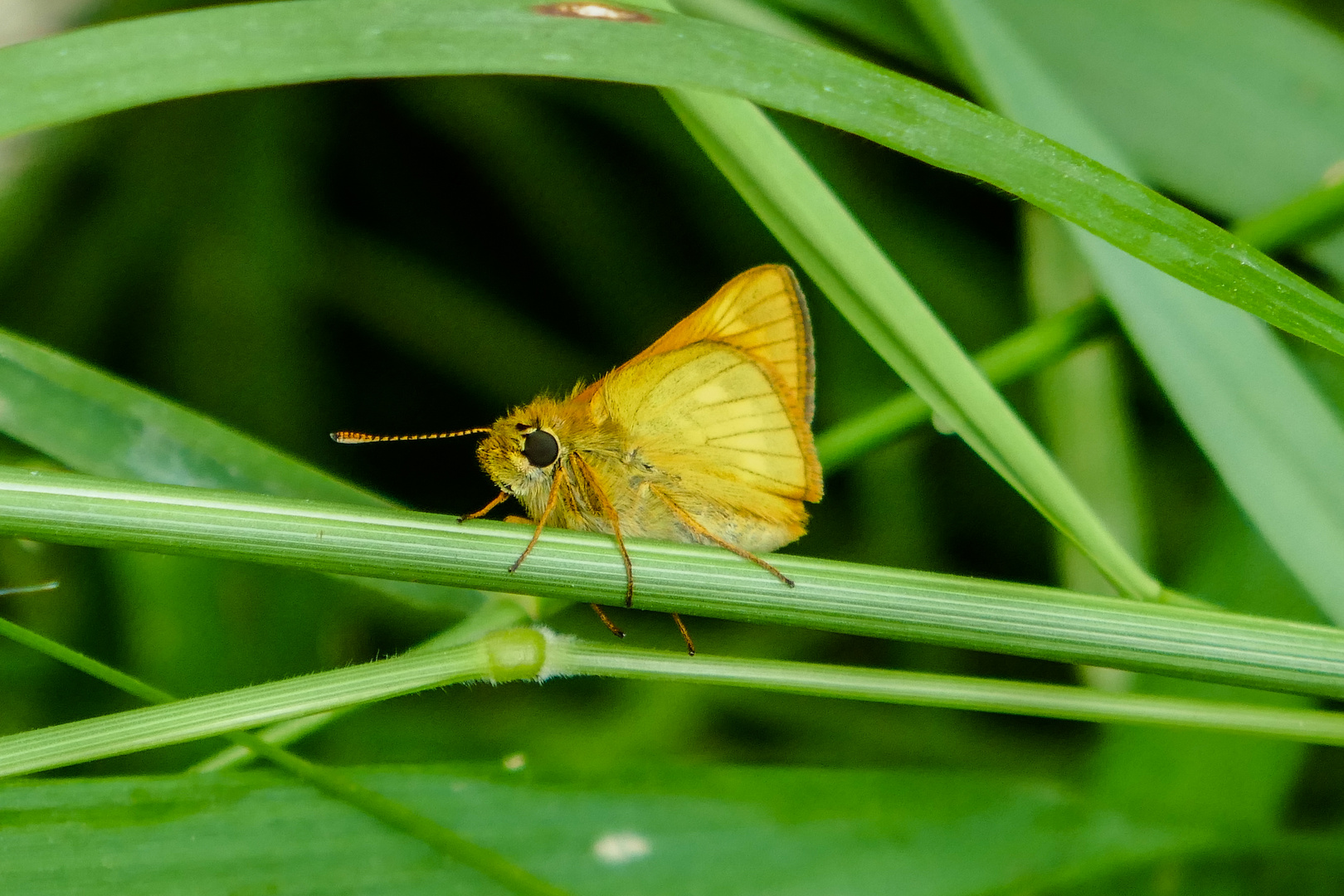 Vorfreude auf den Sommer: Ochlodes sylvanus (Rostfarbiger Dickkopffalter)