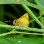 Vorfreude auf den Sommer: Ochlodes sylvanus (Rostfarbiger Dickkopffalter)