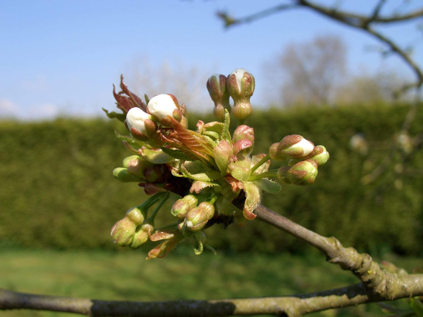 Vorfreude auf die Apfelblüte