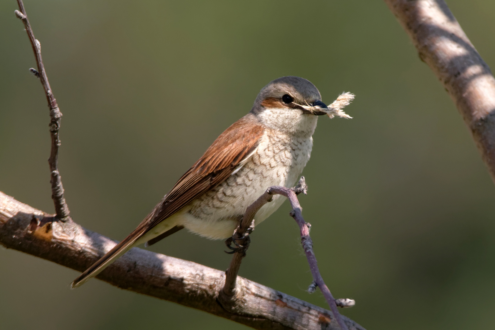 Vorfreude.... auf die Neuntöter (Lanius collurio)