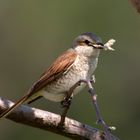 Vorfreude.... auf die Neuntöter (Lanius collurio)