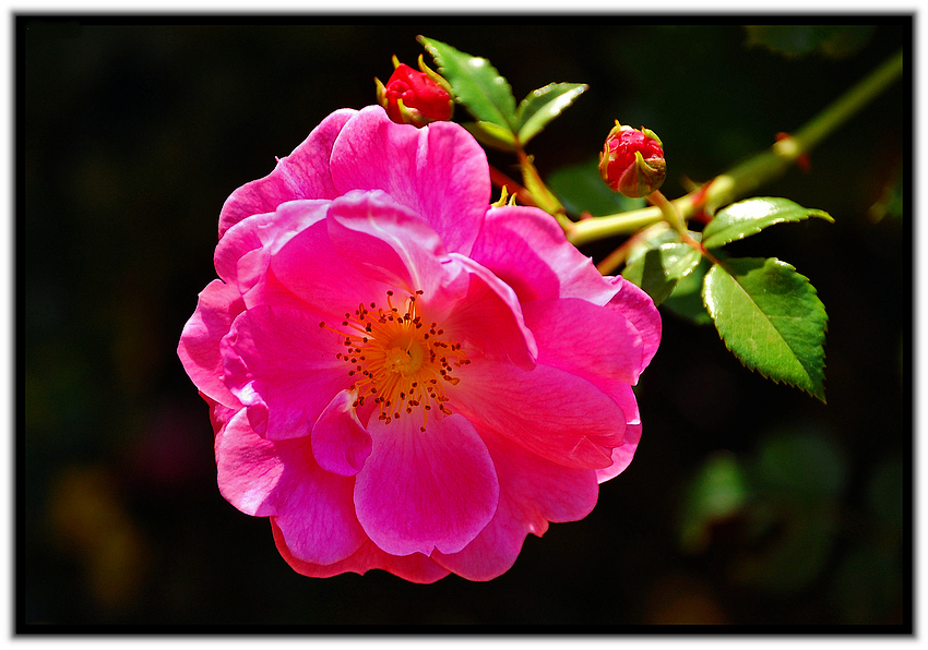 Vorfreude auf die Rosenblüte 2010