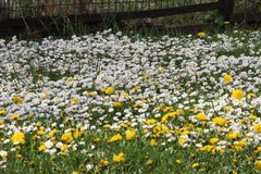 Vorfreude auf einen coronaarmen Frühling