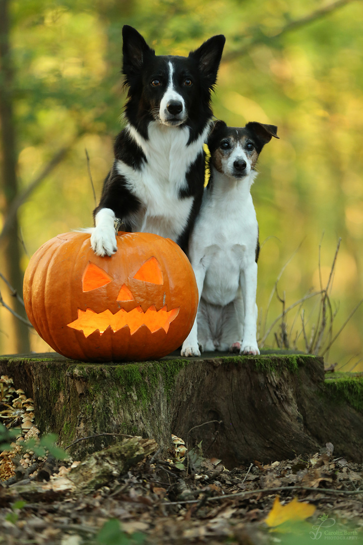 Vorfreude auf Halloween