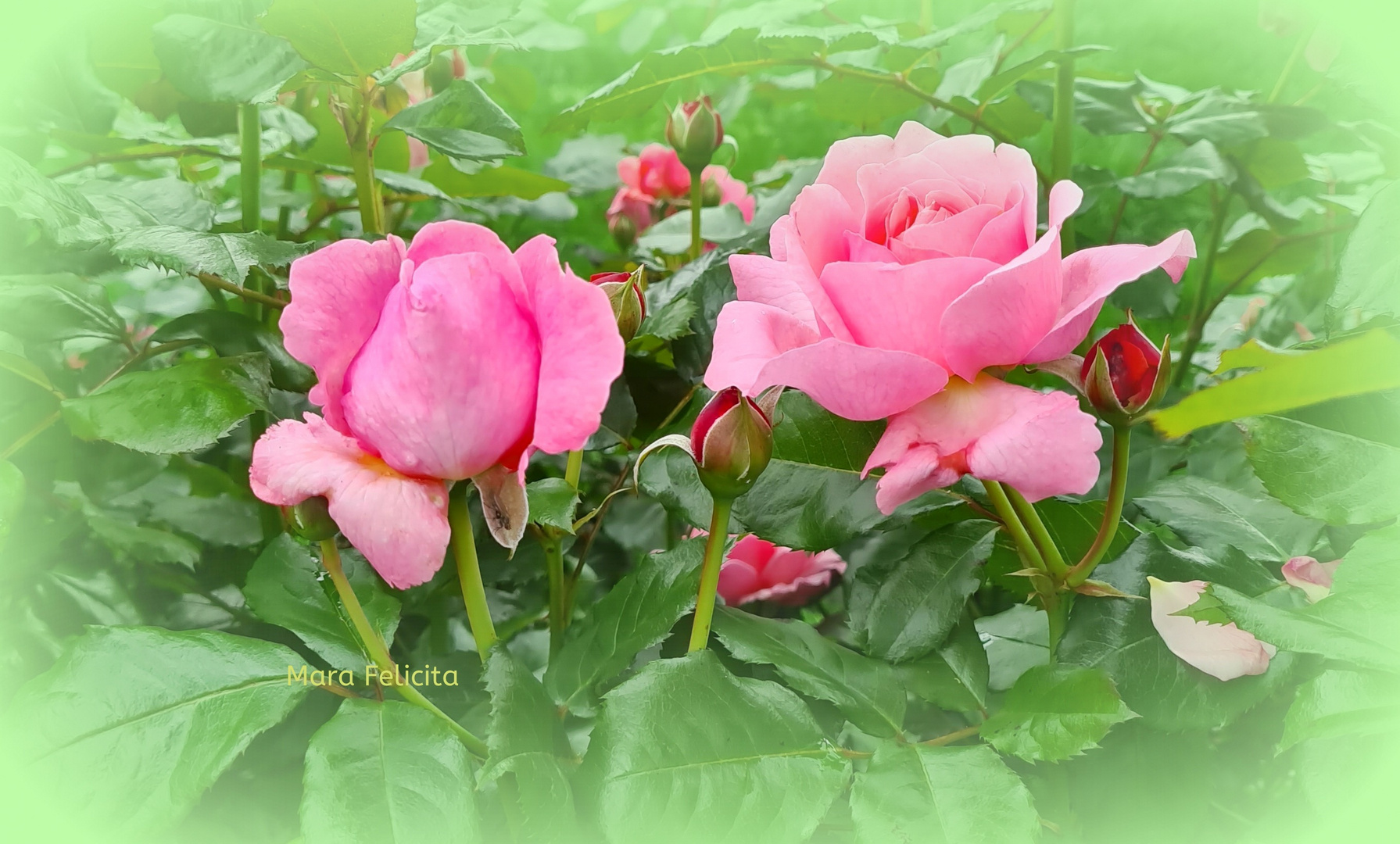 VORFREUDE AUF MEINEN GARTEN