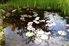 Vorfreude auf Nymphea-Blüten