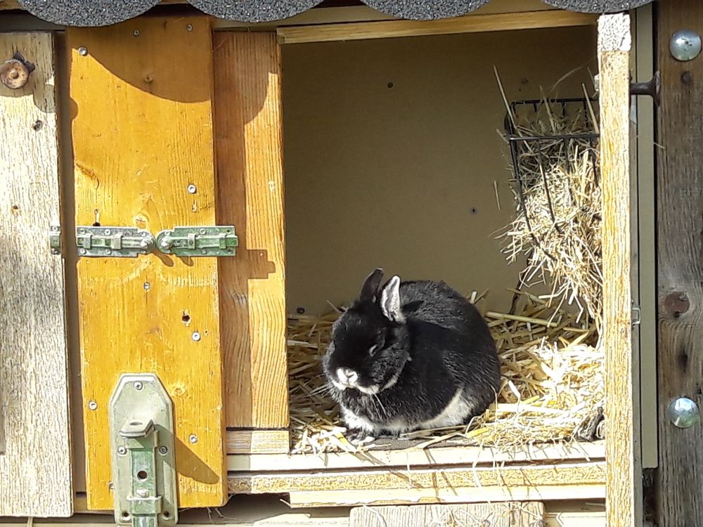 VORFREUDE AUF OSTERN aus Dinkelsbühl 