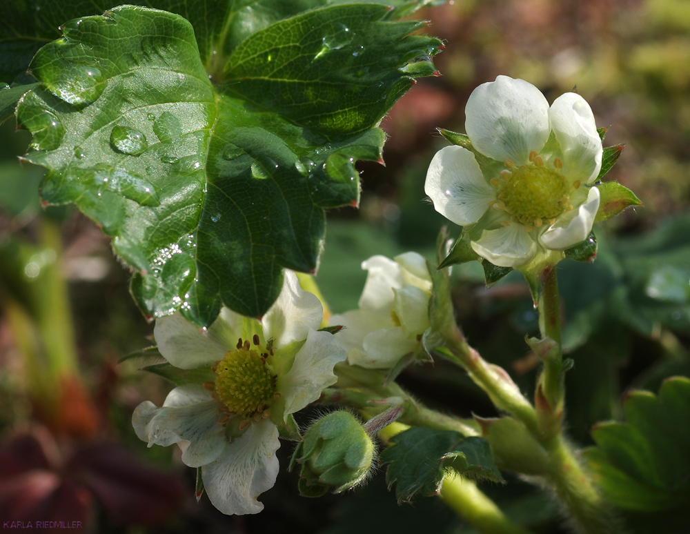 Vorfreude auf wunderbare Erdbeeren