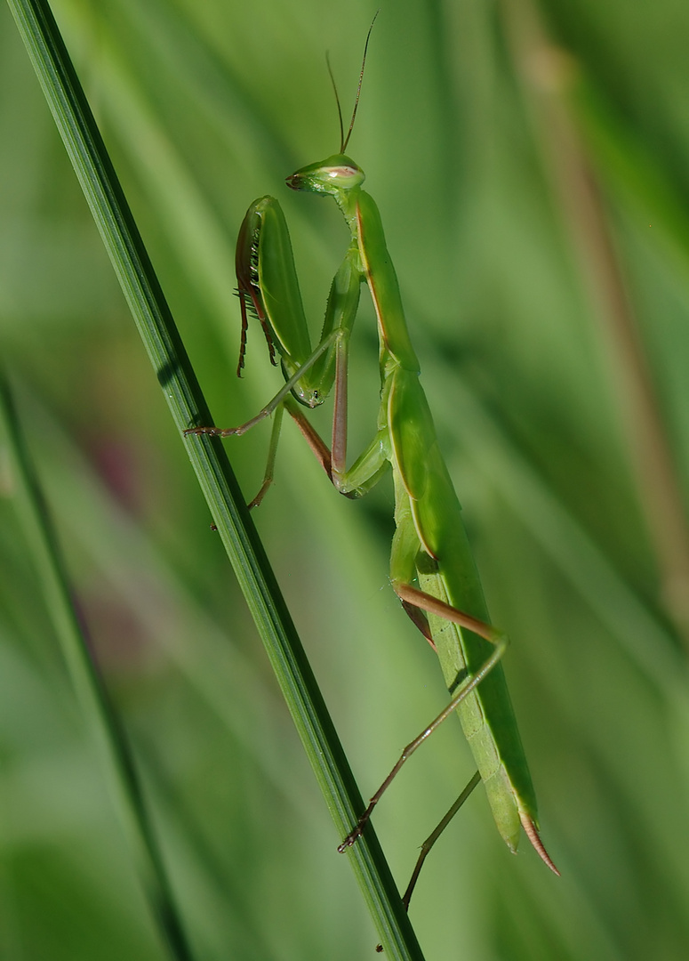 Vorfreude - Bald ists wieder so weit!   Mantis religiosa