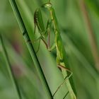 Vorfreude - Bald ists wieder so weit!   Mantis religiosa