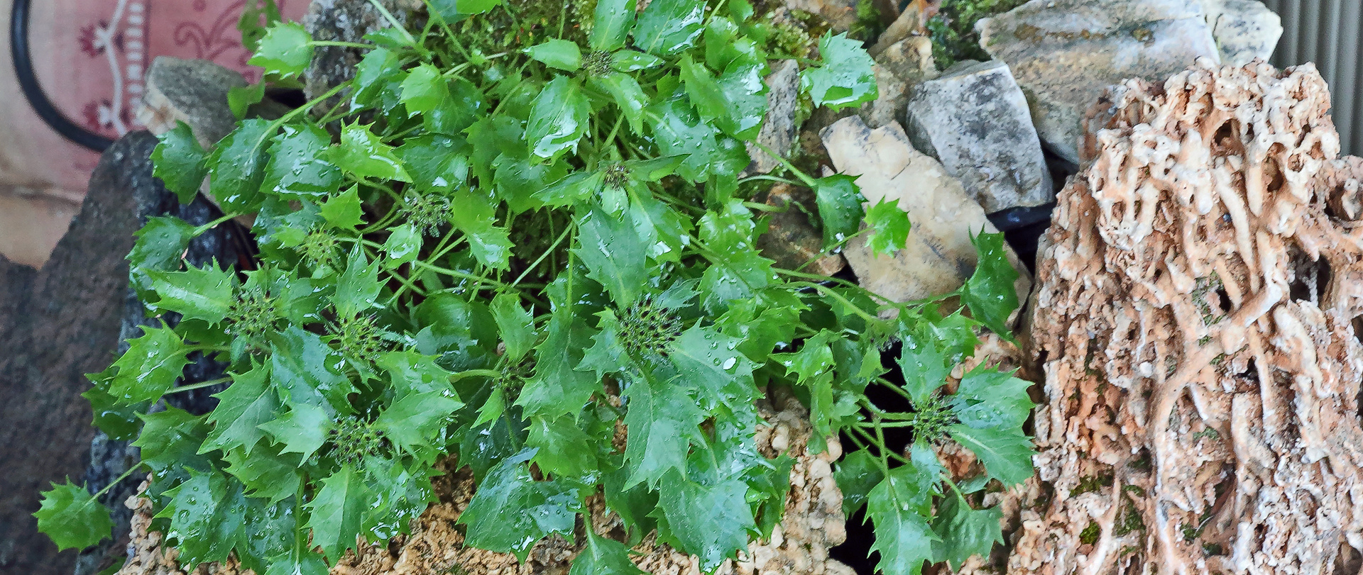 Vorfreude bei den vielen Bütenansätzen der Physoplexis comosa...