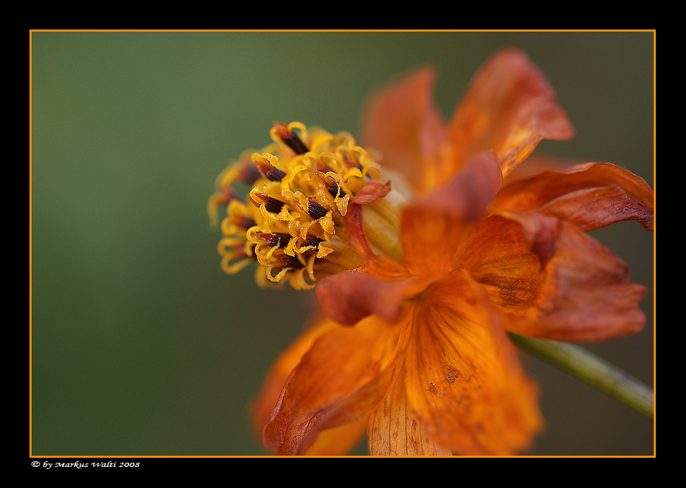 Vorfreude in Orange