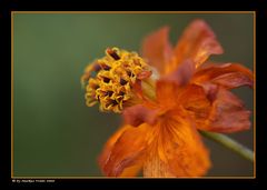 Vorfreude in Orange