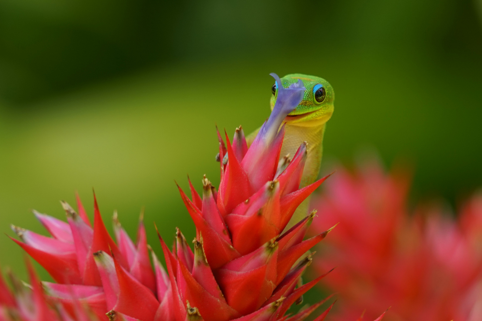  Vorfreude (Taggecko Kauai)