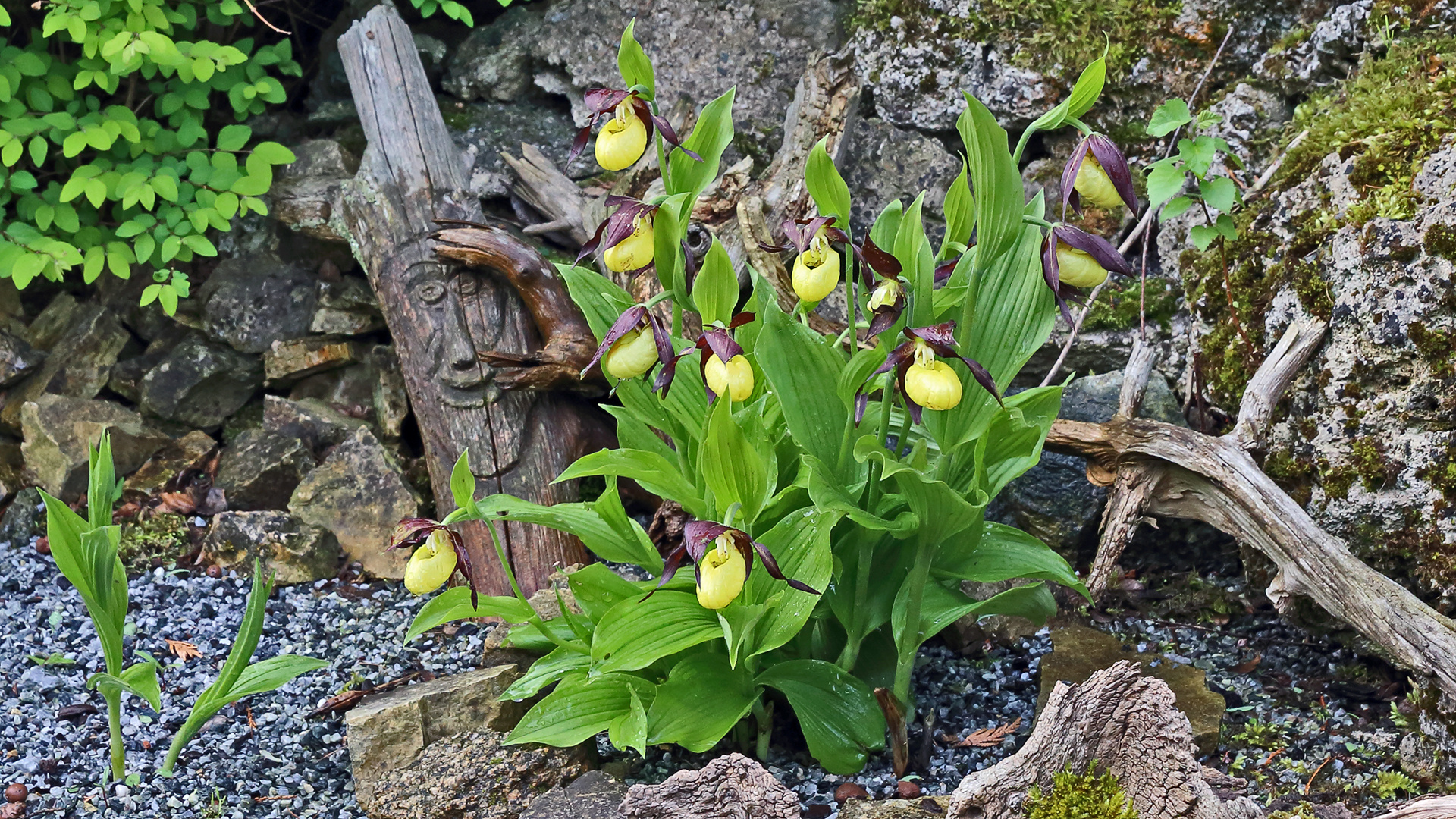 Vorfreude und ein Blick voraus in den späteren Frühling...