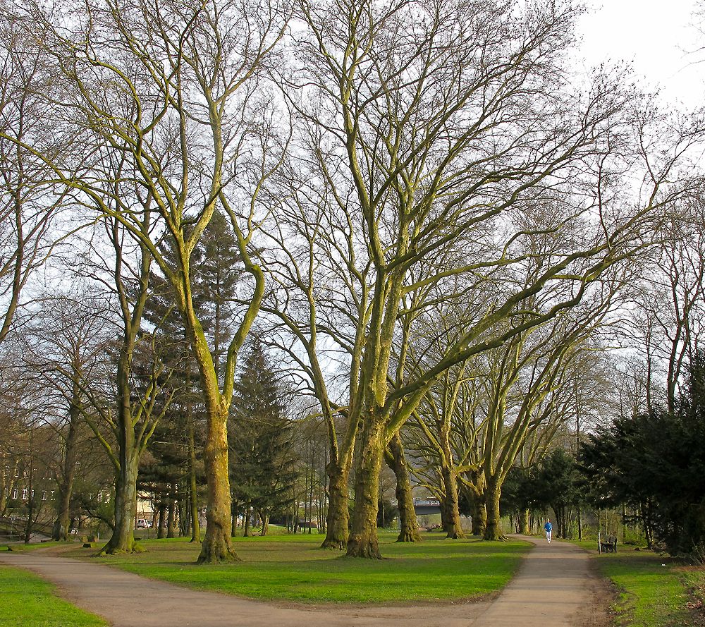 Vorfrühling