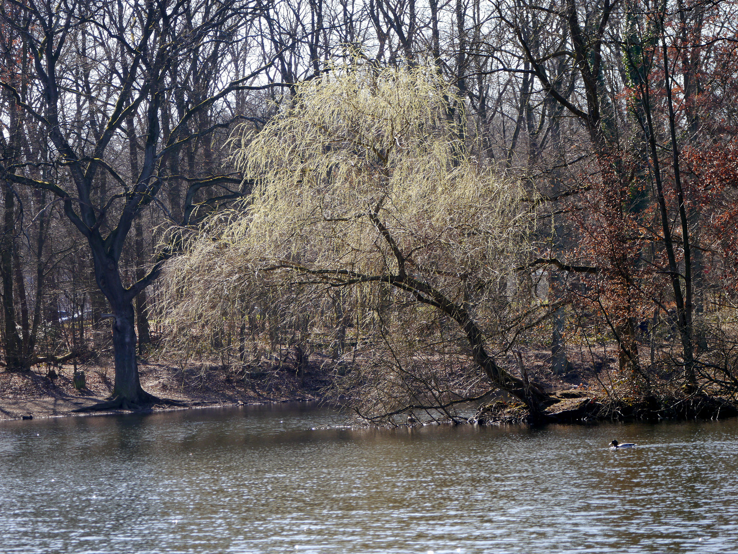 Vorfrühling 1