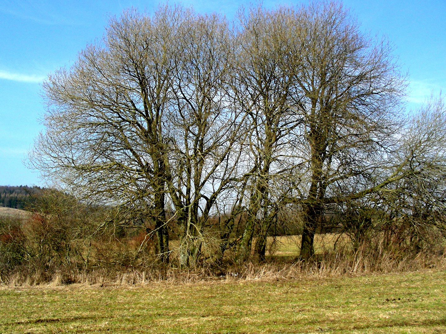 Vorfrühling