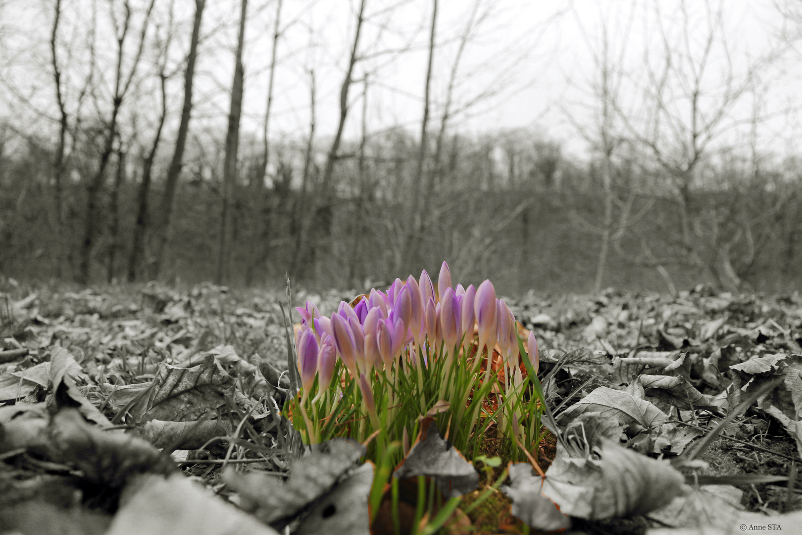 Vorfrühling 2016