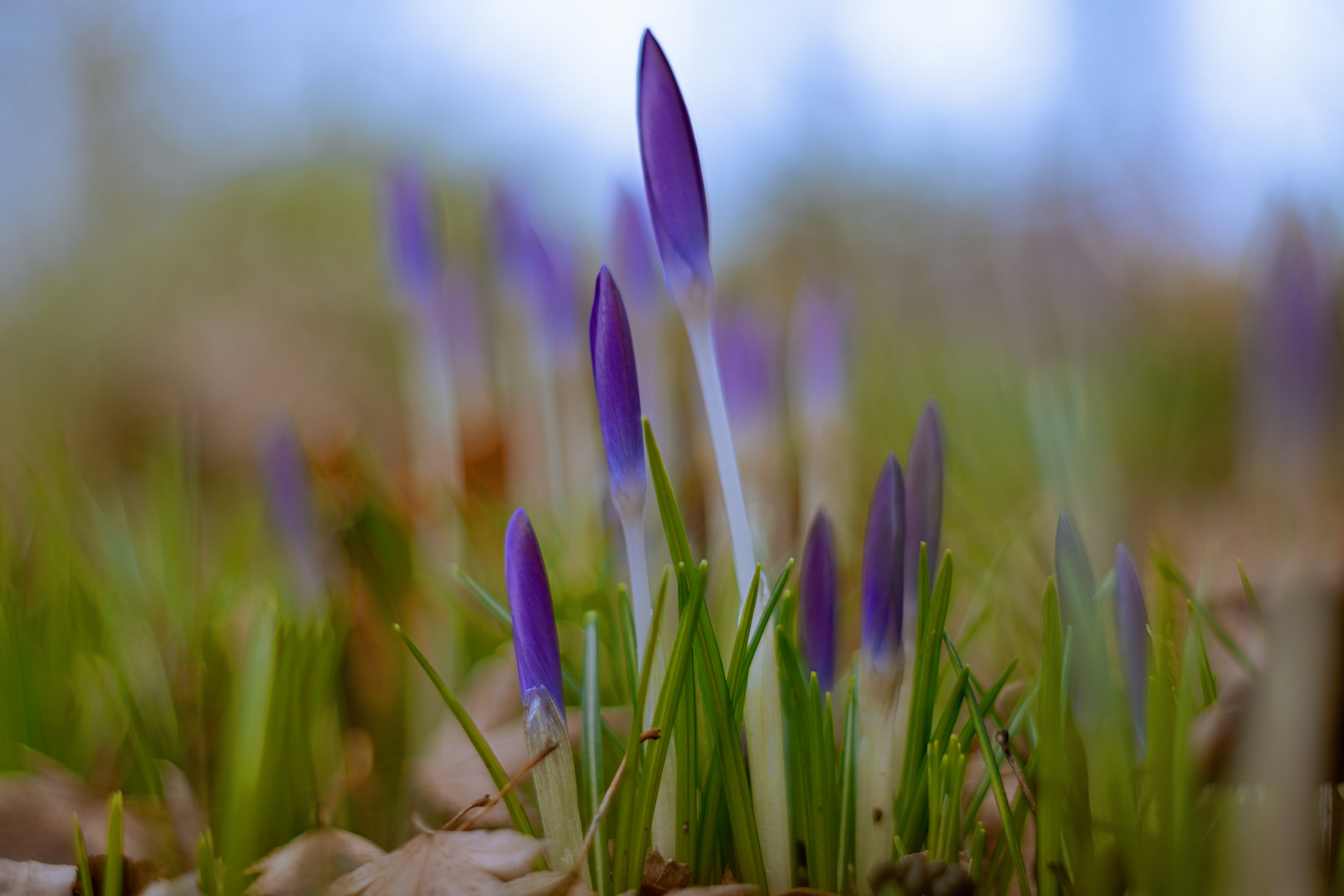 ---Vorfrühling---