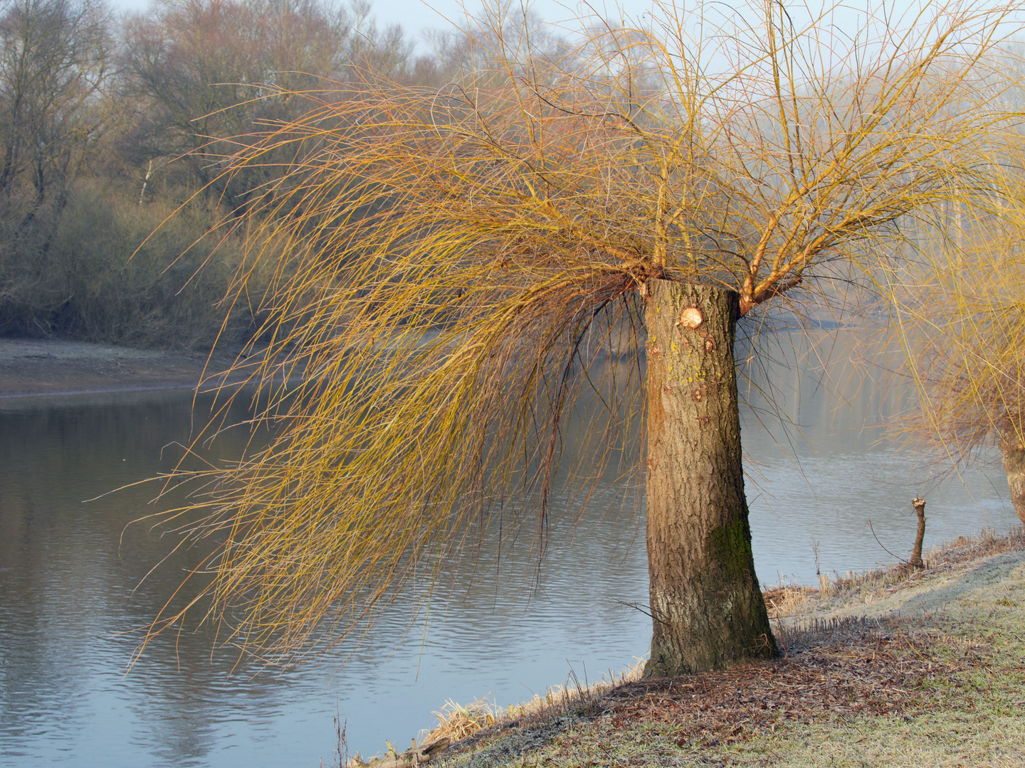 Vorfrühling