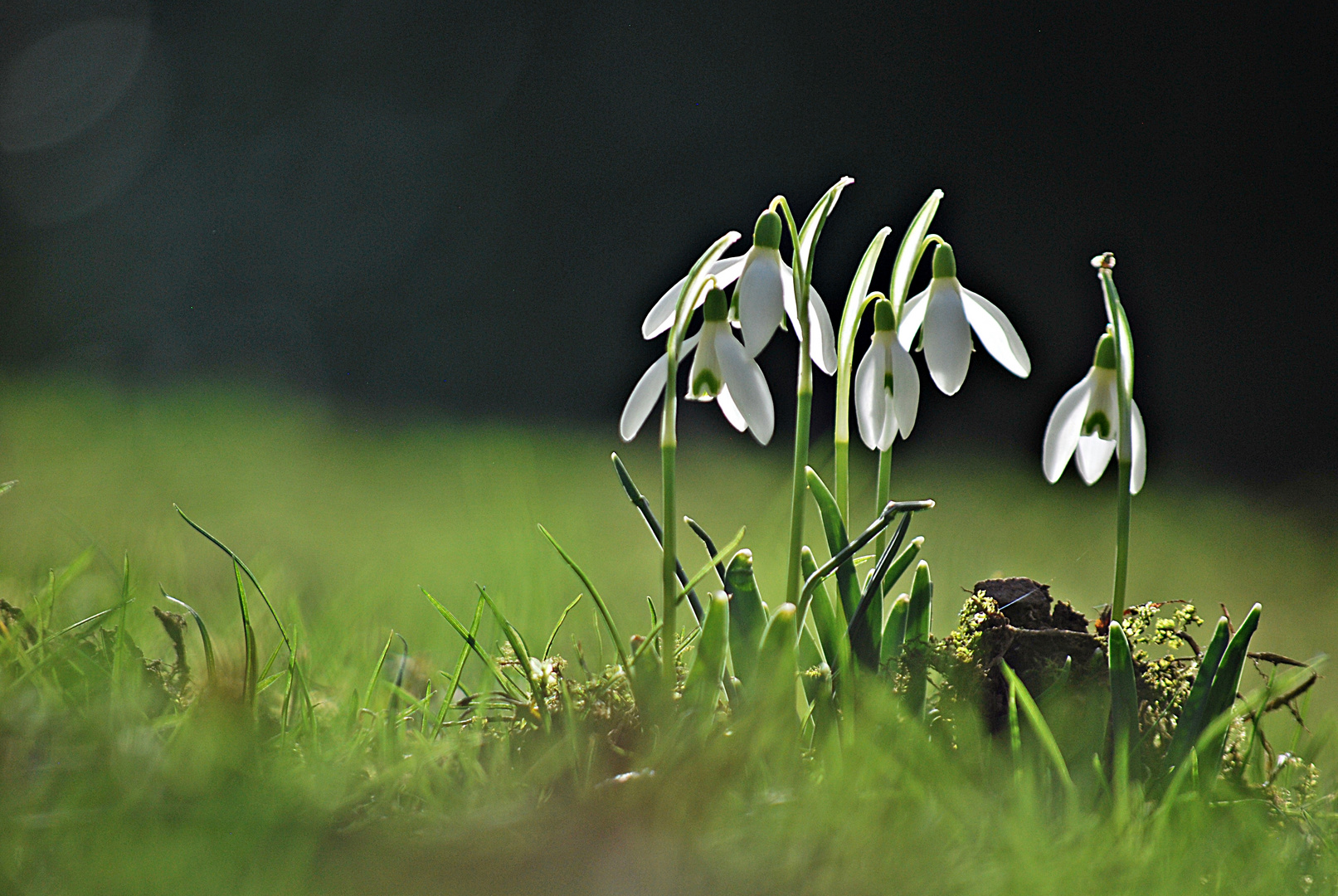 Vorfrühling... 3