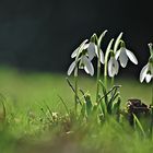 Vorfrühling... 3