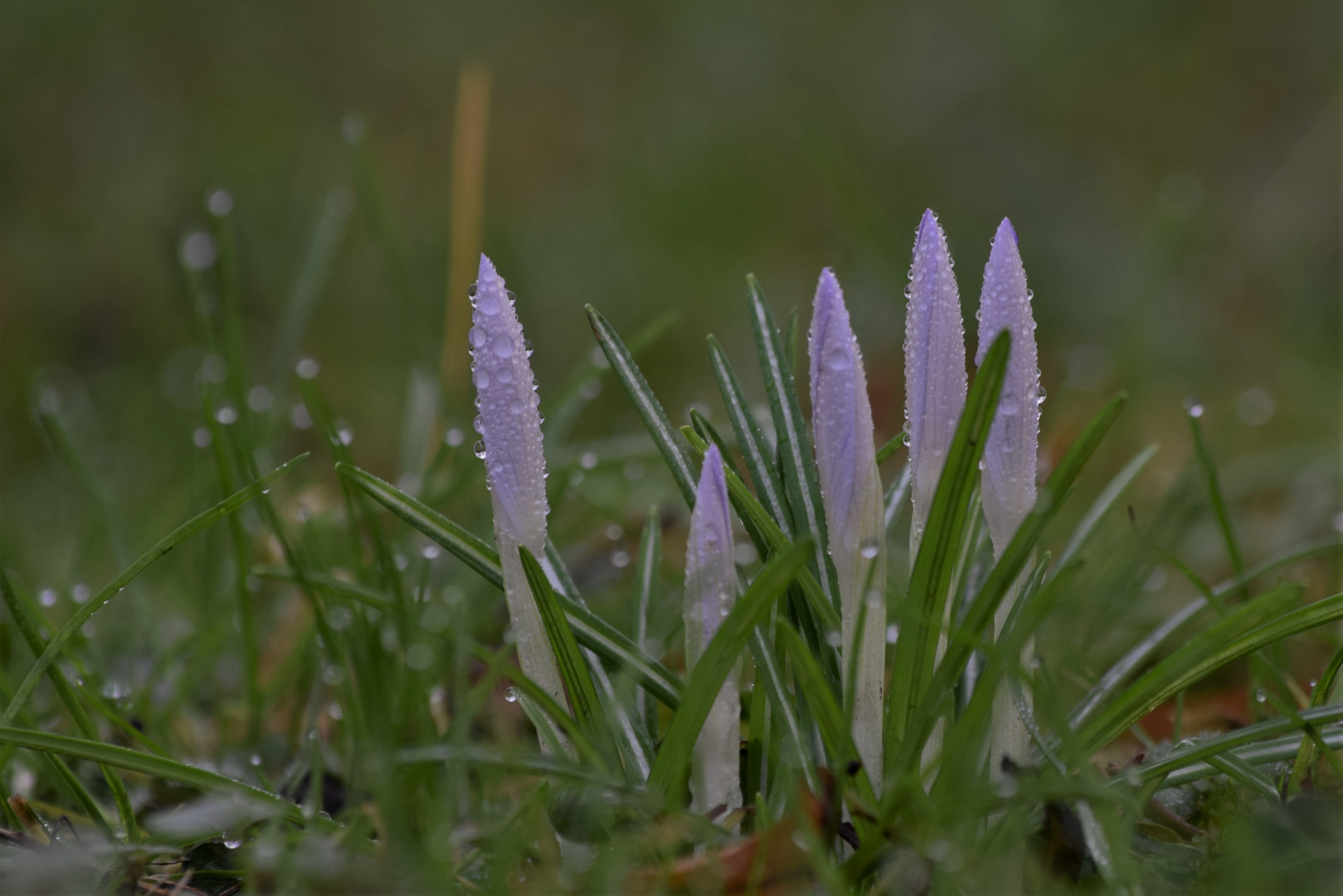 Vorfrühling