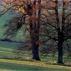 Vorfrühling*