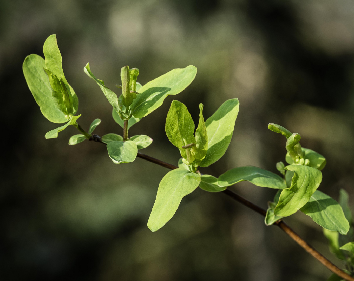 Vorfrühling