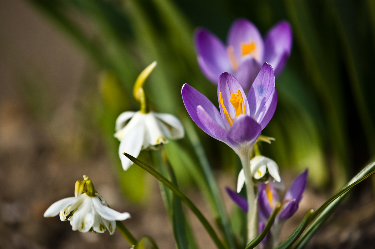 Vorfrühling...