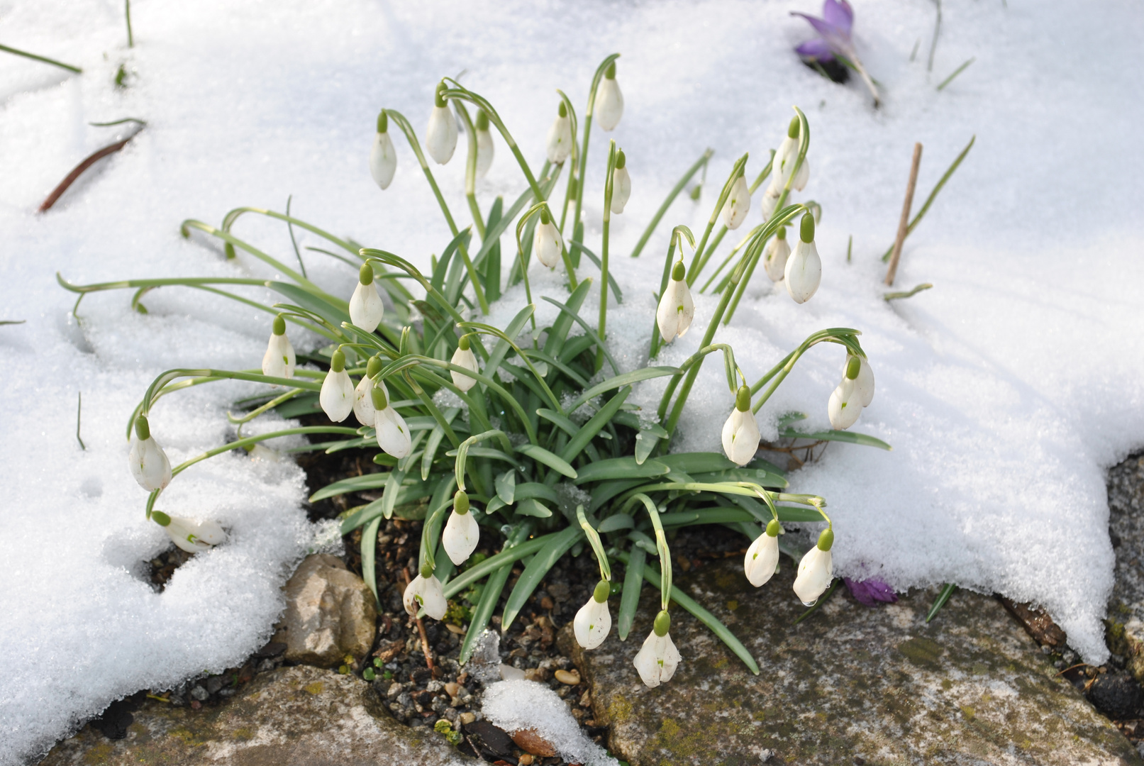 Vorfrühling