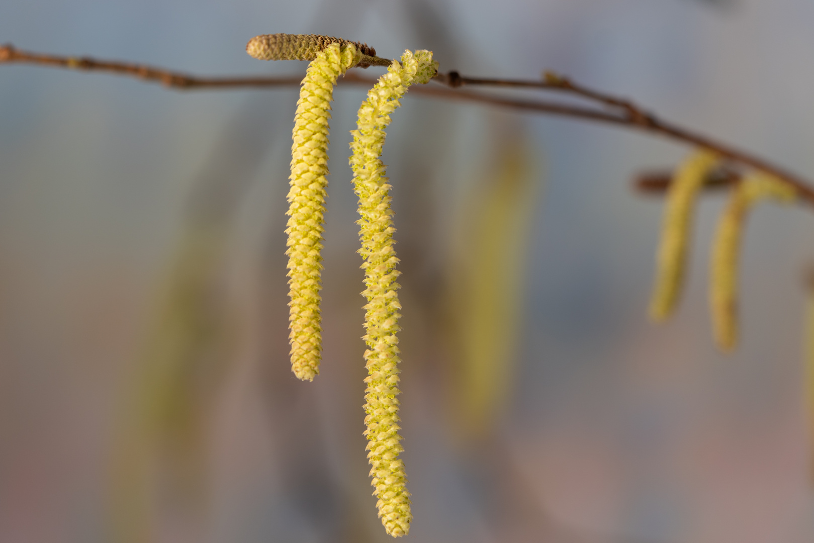 Vorfrühling