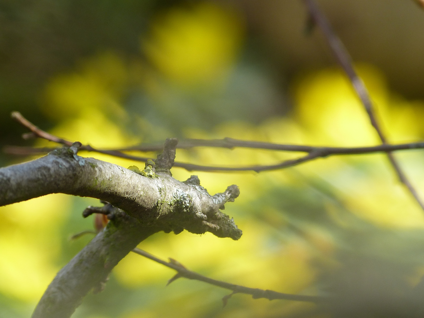 Vorfrühling