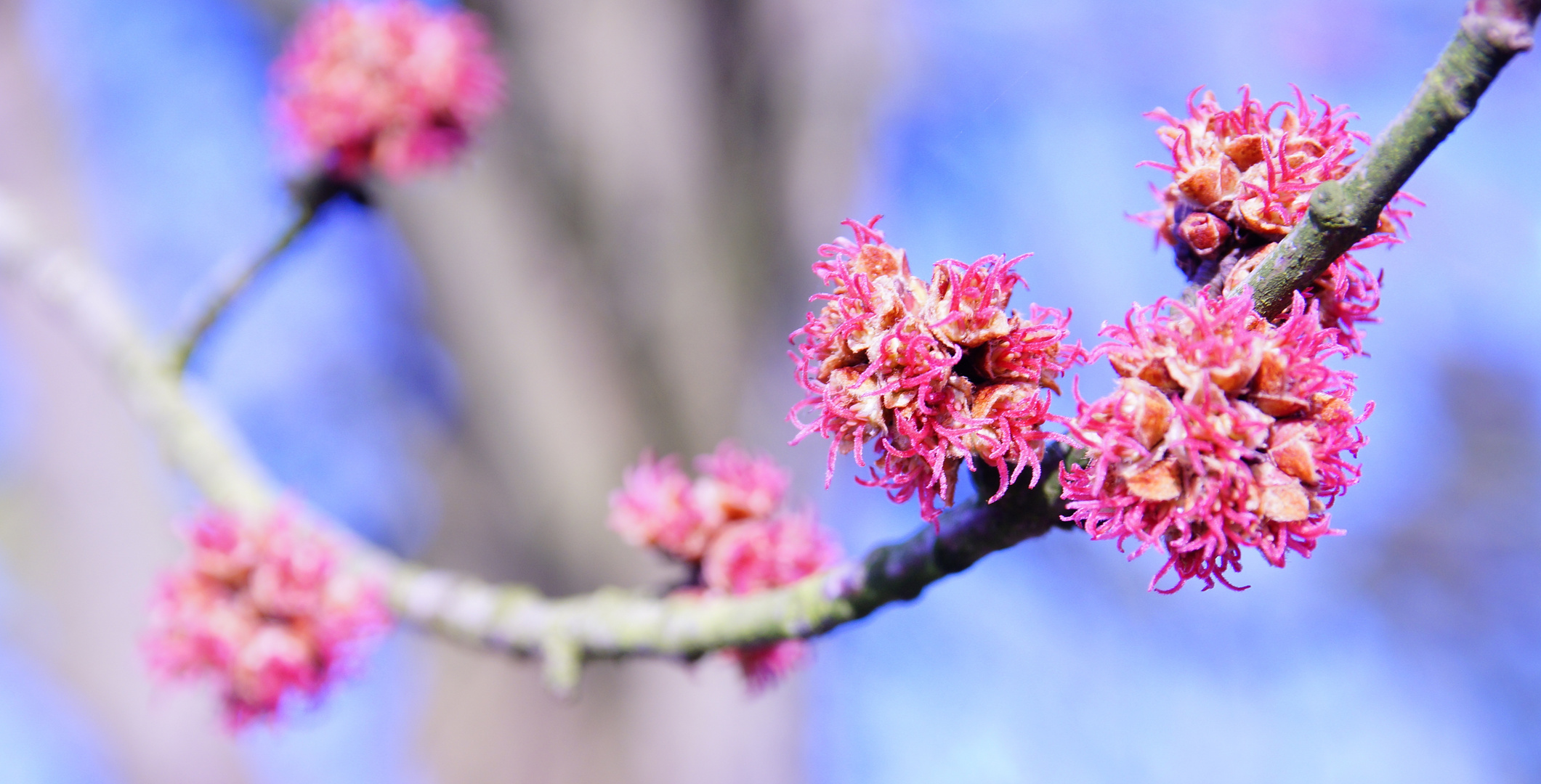 vorfrühling 5